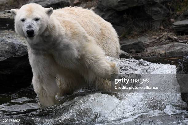 Ice bear Tonja swims in the water tank of her enclosure at the Tierpark Berlin, Germany, 14 January 2018. For the first time after the death of her...
