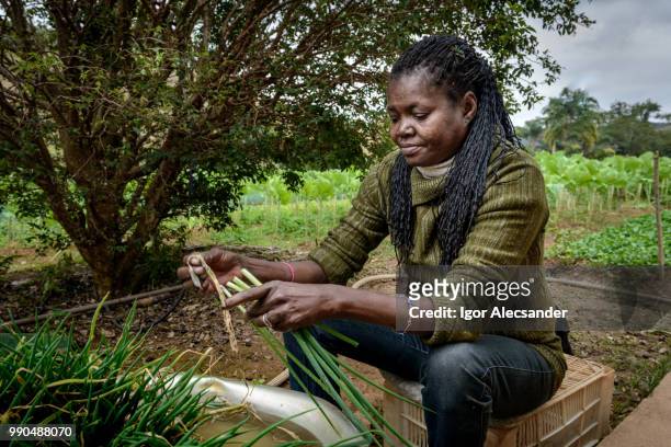 rural worker woman separating chives - moving down to seated position stock pictures, royalty-free photos & images
