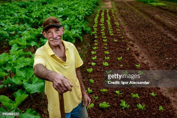ederly farmer at plantation - farmworkers stock pictures, royalty-free photos & images