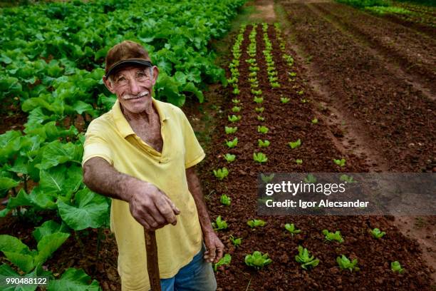 ederly agricultor na plantação - agricultural occupation - fotografias e filmes do acervo