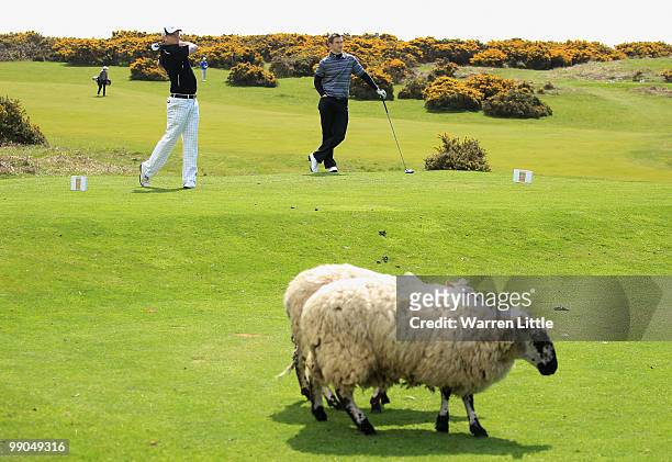 David Rhys Jones of Vicars Cross tees off on the 18th hole as sheep graze yards away during round one of the RCW 2010 Welsh Open Young PGA...