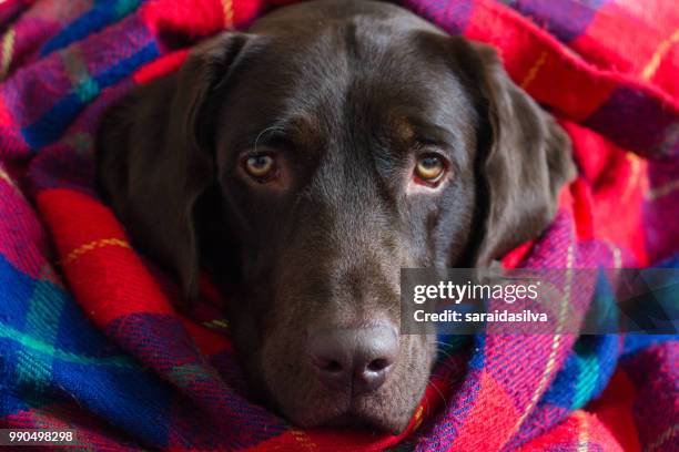 chocolate labrador retriever - chocolate labrador ストックフォトと画像