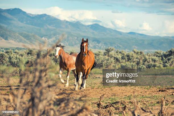 two horses running on a utah ranch just before sunset - paint horse stock pictures, royalty-free photos & images