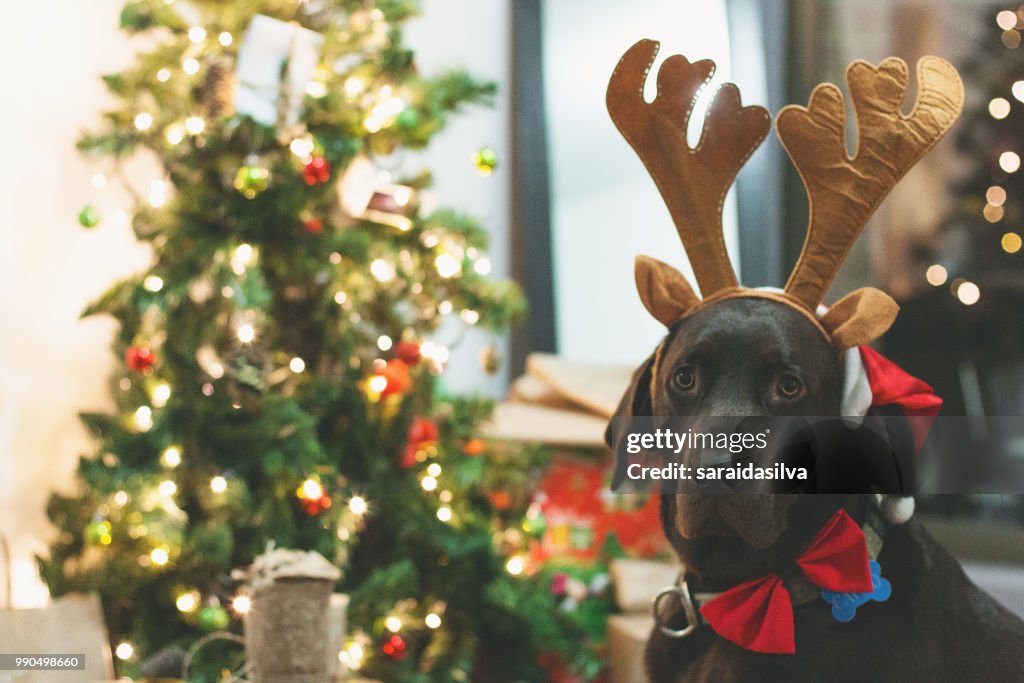 Chocolate Labrador Retriever Christmas