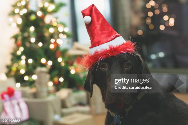 chocolate labrador retriever christmas - theobroma stock pictures, royalty-free photos & images