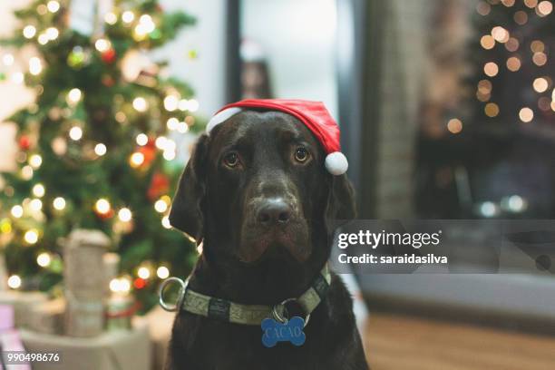 chocolate labrador retriever christmas - theobroma foto e immagini stock