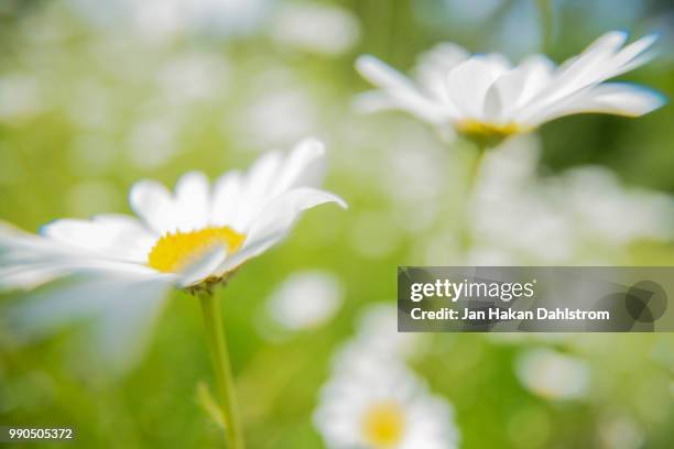 close-up of daisies in meadow - horisontell stock pictures, royalty-free photos & images