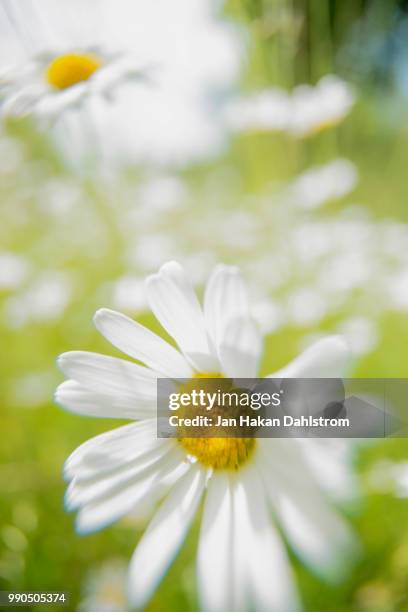 close-up of daisies in meadow - vertikal - fotografias e filmes do acervo