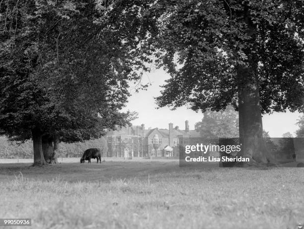 Cattle in the grounds of the Royal Lodge in the ground of Windsor Castle, Berkshire, Great Britain, 21 December 1942.