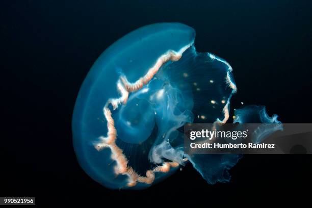 moon jelly. - medusa común fotografías e imágenes de stock