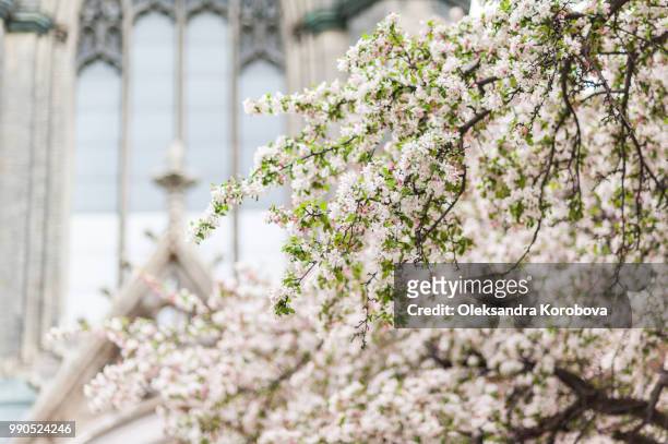 apple blossom trees in the morning light. - abrigo rosa imagens e fotografias de stock