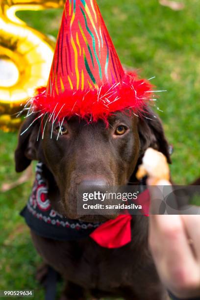 chocolate labrador retriever birthday - dog tick stock pictures, royalty-free photos & images