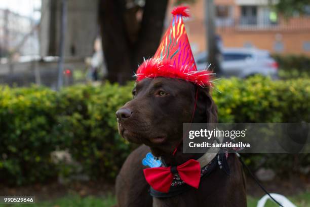chocolate labrador retriever birthday - kaasjeskruidfamilie stockfoto's en -beelden