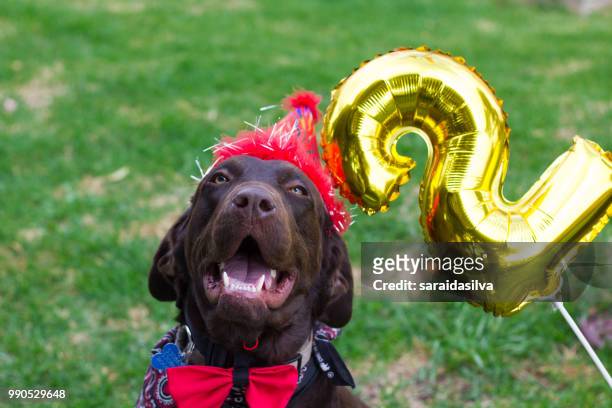 chocolate labrador retriever birthday - theobroma stock pictures, royalty-free photos & images