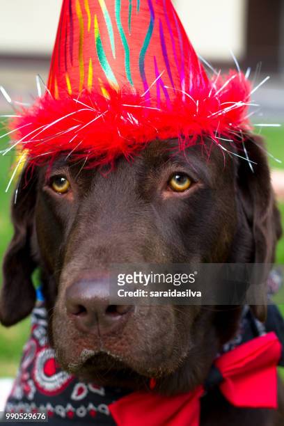 chocolate labrador retriever birthday - dog tick fotografías e imágenes de stock