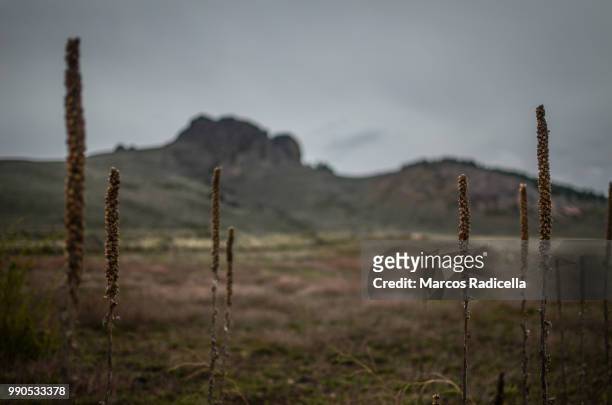 patagonian steppe - radicella photos et images de collection