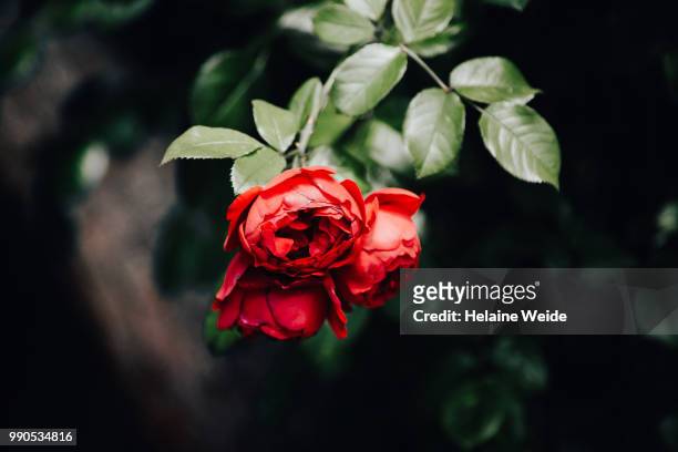 red rose flower - weide stock pictures, royalty-free photos & images