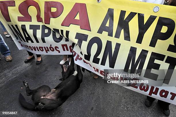 Stray dog plays with a banner during a demonstration against government's austerity measures in central Athens on May 12, 2010. Greece was to receive...