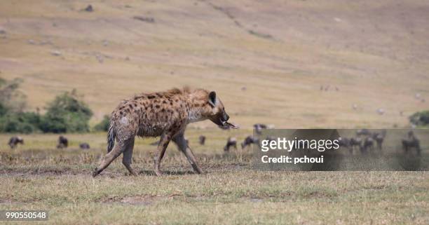 hyäne zu fuß mit knochen, afrika - pchoui stock-fotos und bilder