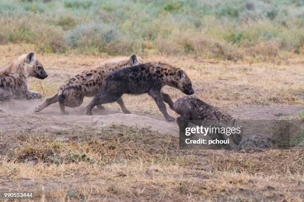 hyänen eingabe ihrer burrow, afrika - pchoui stock-fotos und bilder