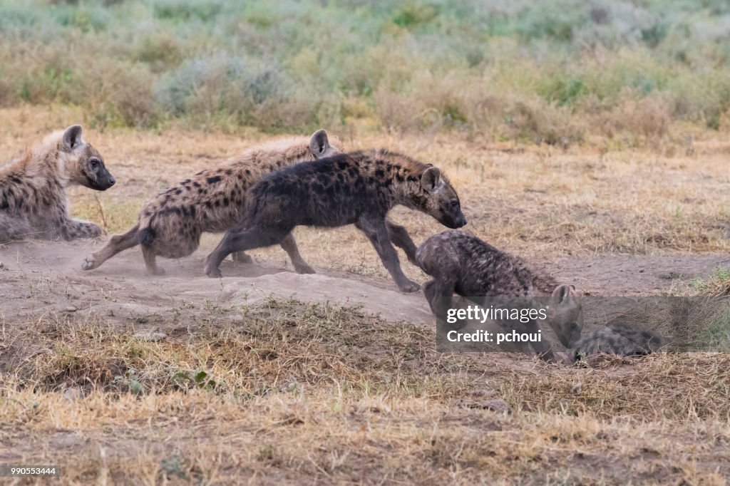Hyenor att ange sin håla, Afrika