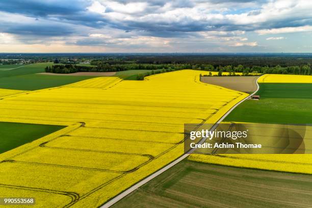 aerial view of a canola field, bavaria, germany, europe - von oben stock pictures, royalty-free photos & images