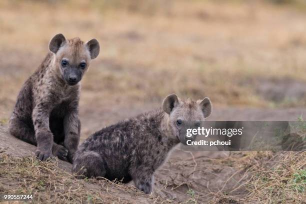 two hyenas, africa - pchoui stock pictures, royalty-free photos & images