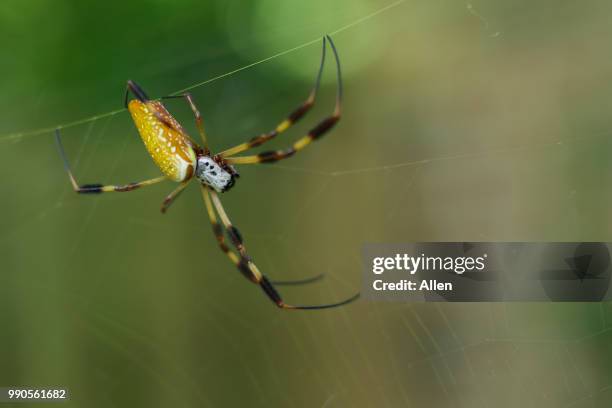 golden silk orb-weaver - orb weaver spider bildbanksfoton och bilder