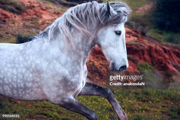 running young grey andalusian stallion im olive garden - trots fotografías e imágenes de stock