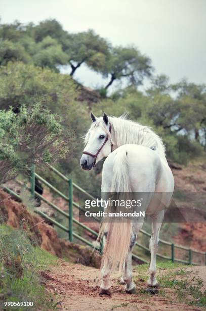 white andalusian,pure  spanish stallion posing  in olive garden - spanish olive stock pictures, royalty-free photos & images
