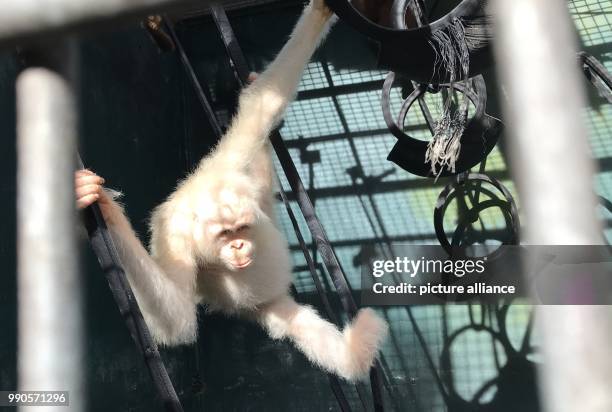 The sole living white Orangutan worldwide, a female named "Alba", sits inside her cage at the rescue station Nyaru Menteng near Palangka Raya,...