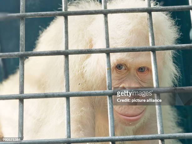 The sole living white Orangutan worldwide, a female named "Alba", sits inside her cage at the rescue station Nyaru Menteng near Palangka Raya,...