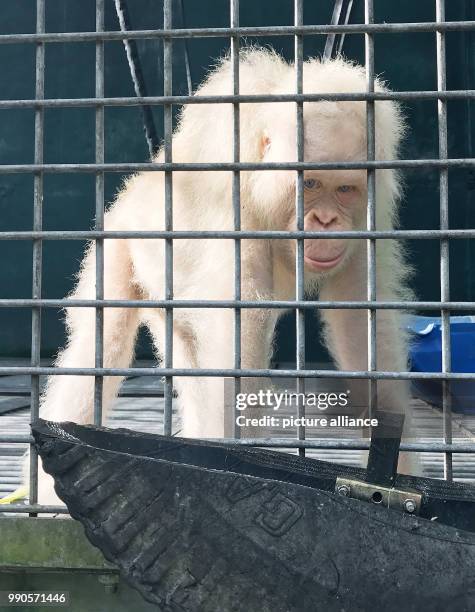 The sole living white Orangutan worldwide, a female named "Alba", sits inside her cage at the rescue station Nyaru Menteng near Palangka Raya,...