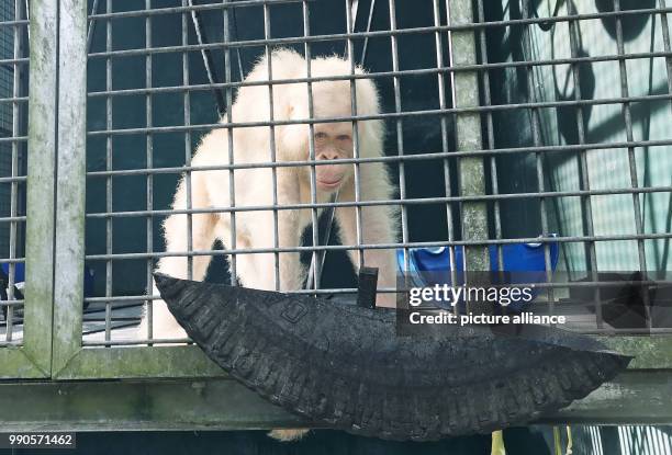 The sole living white Orangutan worldwide, a female named "Alba", sits inside her cage at the rescue station Nyaru Menteng near Palangka Raya,...