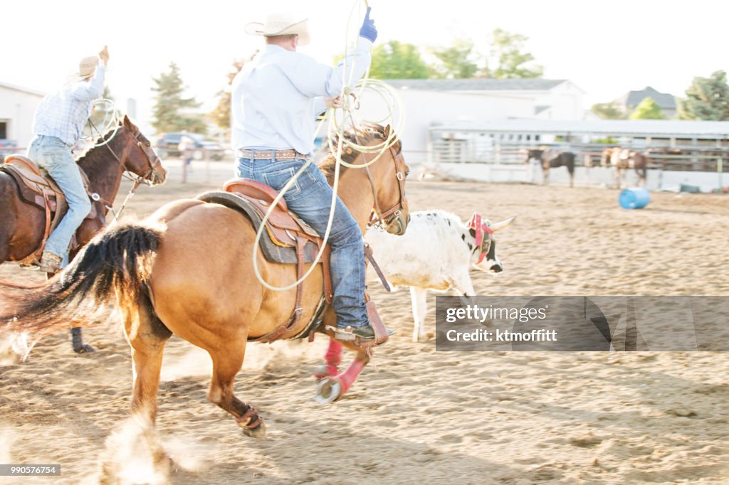Cowboy Rodeo Rope Cowboys Roping A Steer In Rodeo Competition High-Res Stock Photo ...