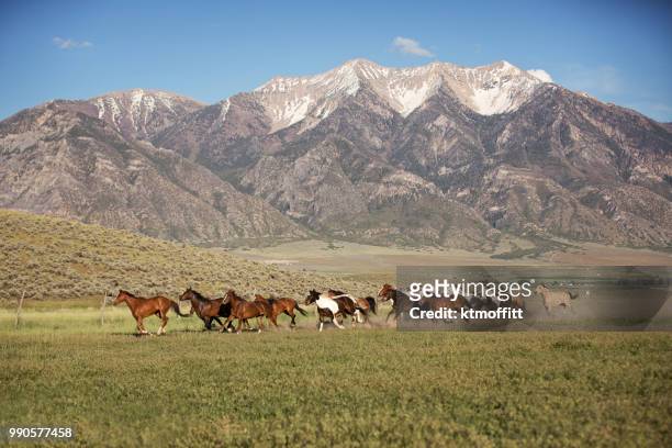 kleurrijke kudde van verf en quarter horses draait op een ranch utah. - pinto's stockfoto's en -beelden