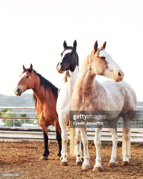 kleurrijke rodeo voorraad paarden te wachten in in de vroege ochtend pen - pinto's stockfoto's en -beelden