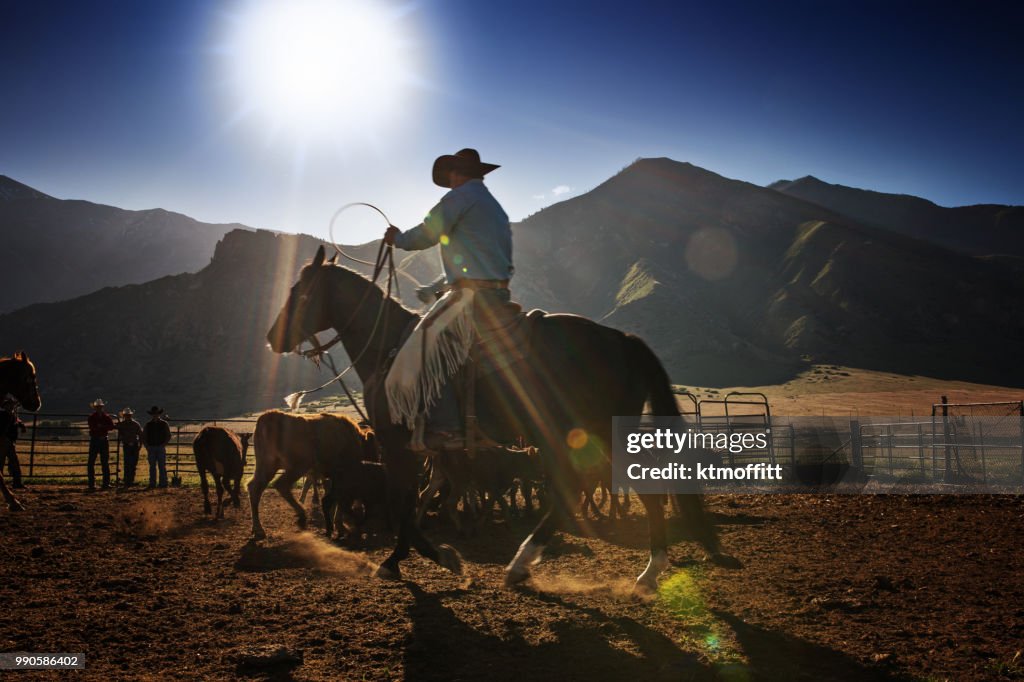 Cowboy Rounding Up Steers At Sunrise on A Utah Ranch