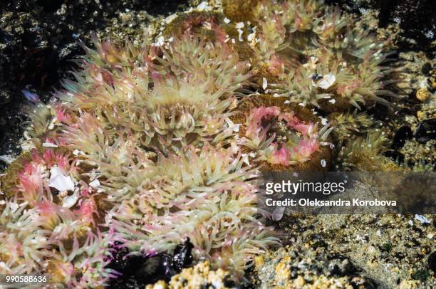 colorful pink sea anemones in tidal pool. - long beach britisch kolumbien stock-fotos und bilder