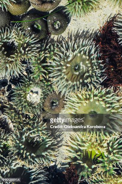 colorful green sea anemones in tidal pool. - pacific rim national park reserve stock pictures, royalty-free photos & images