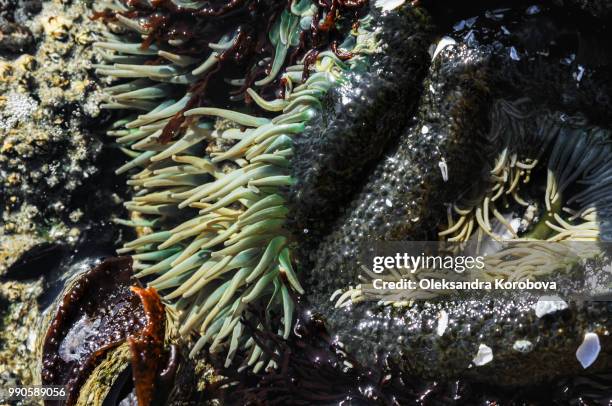 colorful green sea anemones in tidal pool. - pacific rim national park reserve stock pictures, royalty-free photos & images