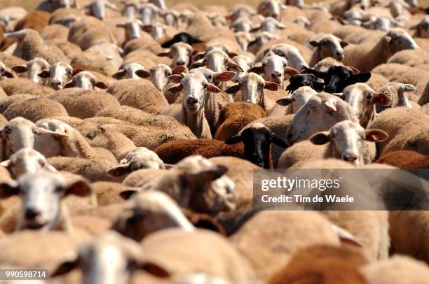 Sheep Rce 955 Sheep Race Stock Photos, High-Res Pictures, and Images - Getty Images