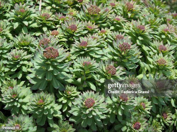 arctic root, golden root (rhodiola rosea) in the high bognanco valley - bachblüten stock-fotos und bilder