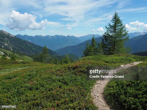 bending trail through alpenroses shrubs in the high bognanco valley - alpenrose stock pictures, royalty-free photos & images
