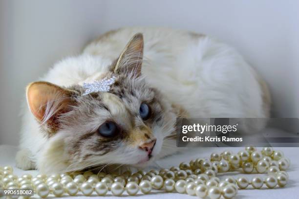 white background, ear and muzzle, undefined breed (very old cats, as they crossed different breeds for thousands of years). because they are mixtures, srd cats can have different colors and skin types, sizes, shapes and appearance. june 30, 2018 in brazil - undefined imagens e fotografias de stock