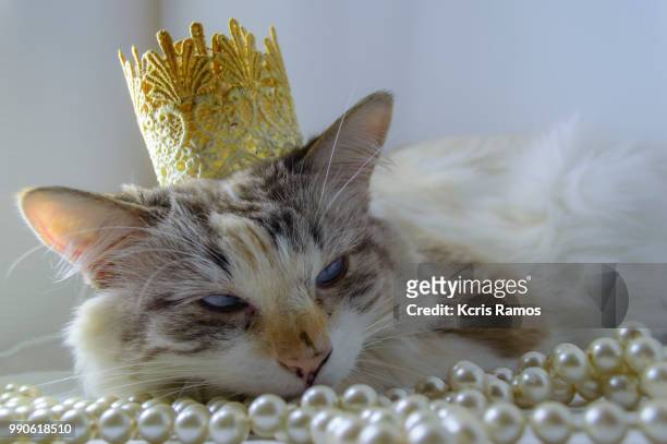 white background, ear and muzzle, undefined breed (very old cats, as they crossed different breeds for thousands of years). because they are mixtures, srd cats can have different colors and skin types, sizes, shapes and appearance. june 30, 2018 in brazil - undefined imagens e fotografias de stock