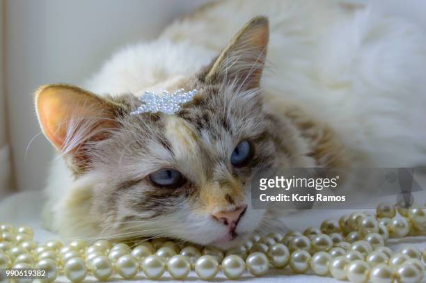 white background, ear and muzzle, undefined breed (very old cats, as they crossed different breeds for thousands of years). because they are mixtures, srd cats can have different colors and skin types, sizes, shapes and appearance. june 30, 2018 in brazil - undefined imagens e fotografias de stock