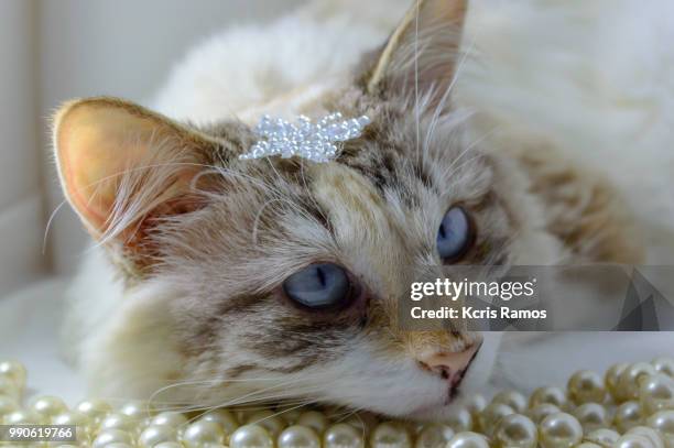 white background, ear and muzzle, undefined breed (very old cats, as they crossed different breeds for thousands of years). because they are mixtures, srd cats can have different colors and skin types, sizes, shapes and appearance. june 30, 2018 in brazil - gato stock-fotos und bilder