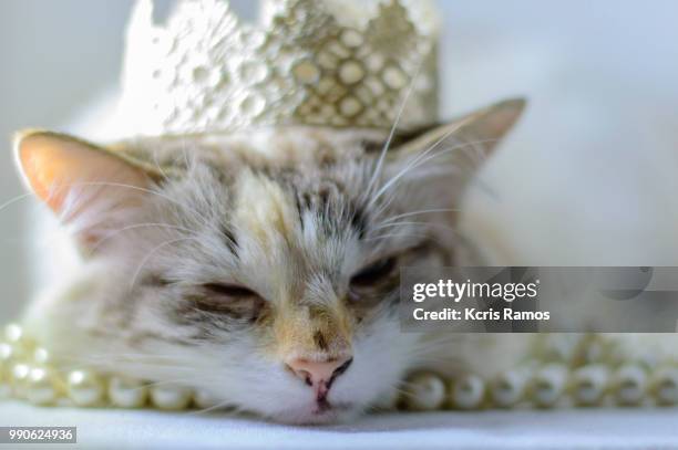 white cat with paw, white cat with queen crown in undefined background, ear and muzzle (very old cats). because they are blends, srd cats can have different colors and skin types, sizes, shapes and appearance. july 2, 2018 in brazil. because they are blen - kcris ramos imagens e fotografias de stock