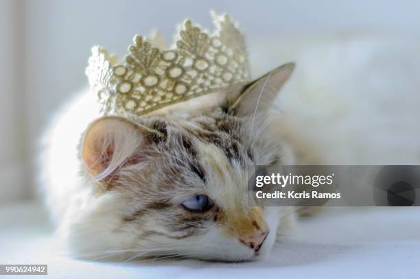 white cat with paw, white cat with queen crown in undefined background, ear and muzzle (very old cats). because they are blends, srd cats can have different colors and skin types, sizes, shapes and appearance. july 2, 2018 in brazil. because they are blen - undefined stock pictures, royalty-free photos & images